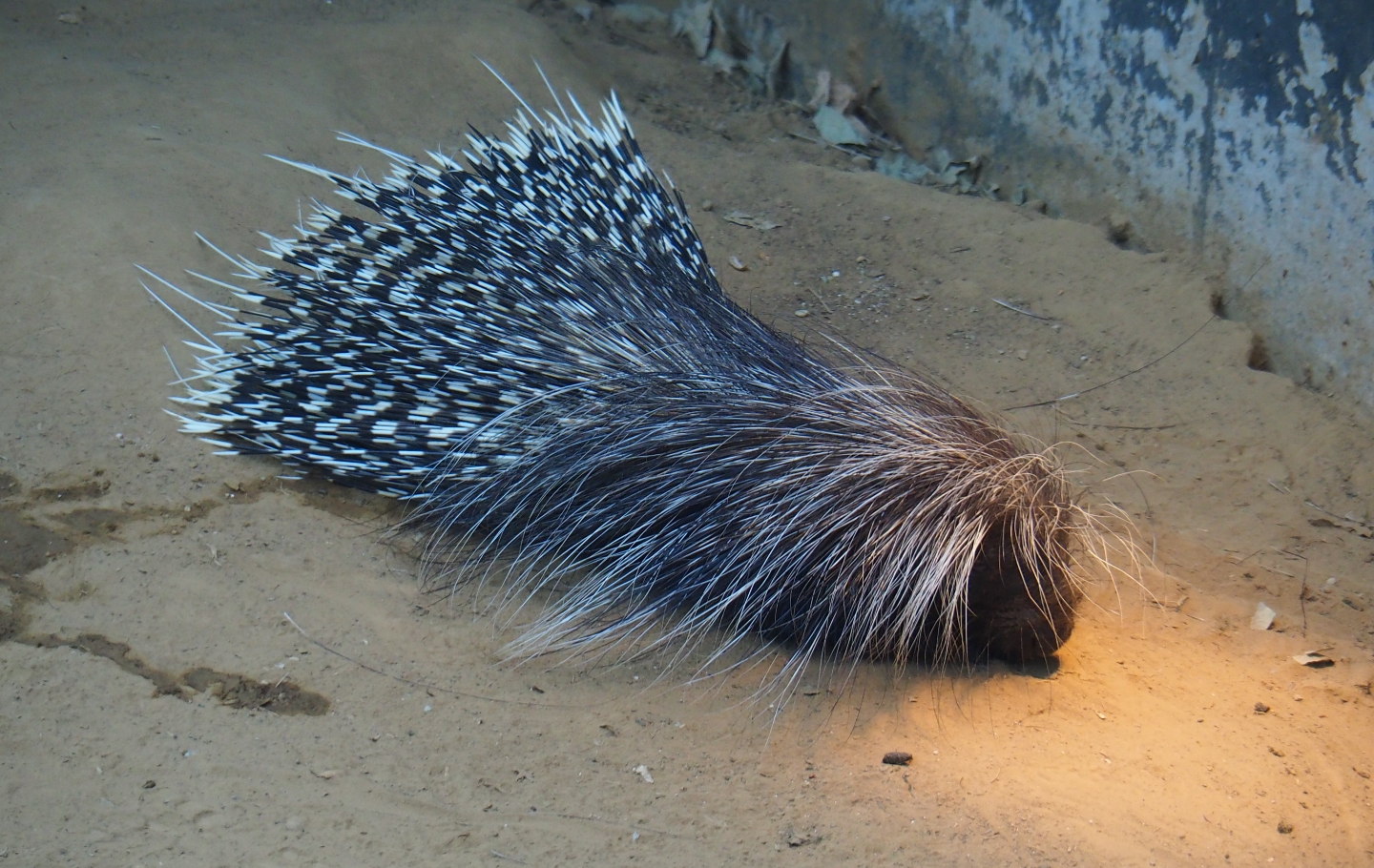 Cape porcupine (Hystrix africaeaustralis), Nov 10th, 2018
