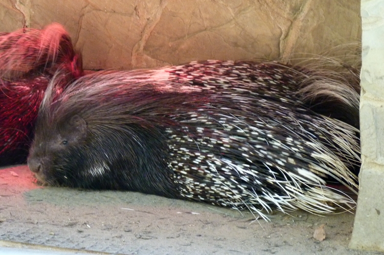 Cape porcupine (Hystrix africaeaustralis)