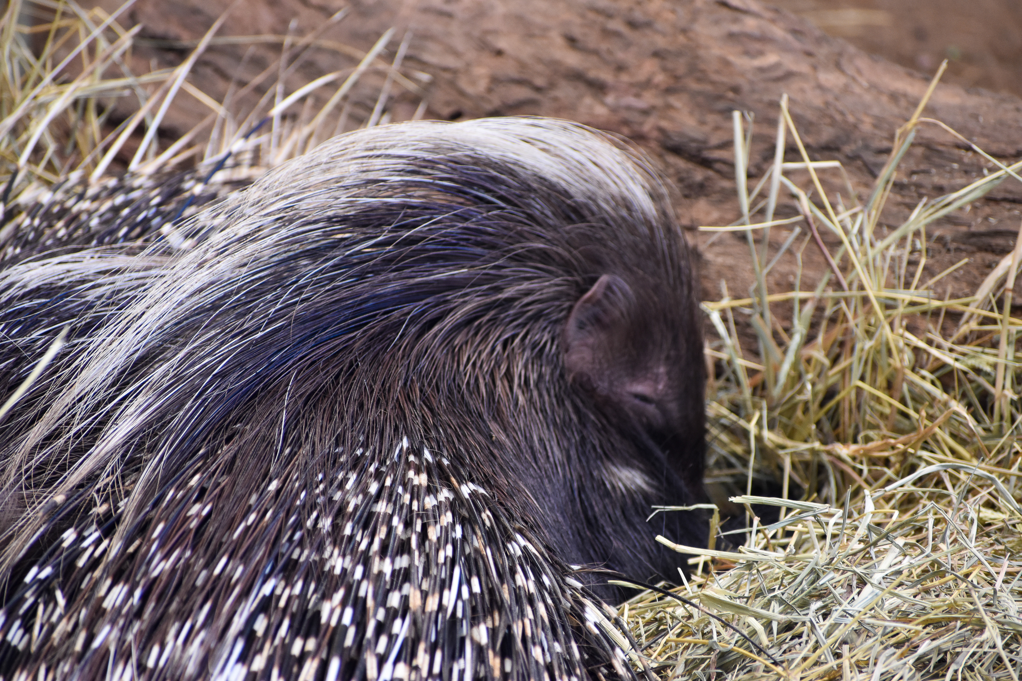 Cape Porcupine (Hystrix africaeaustralis)