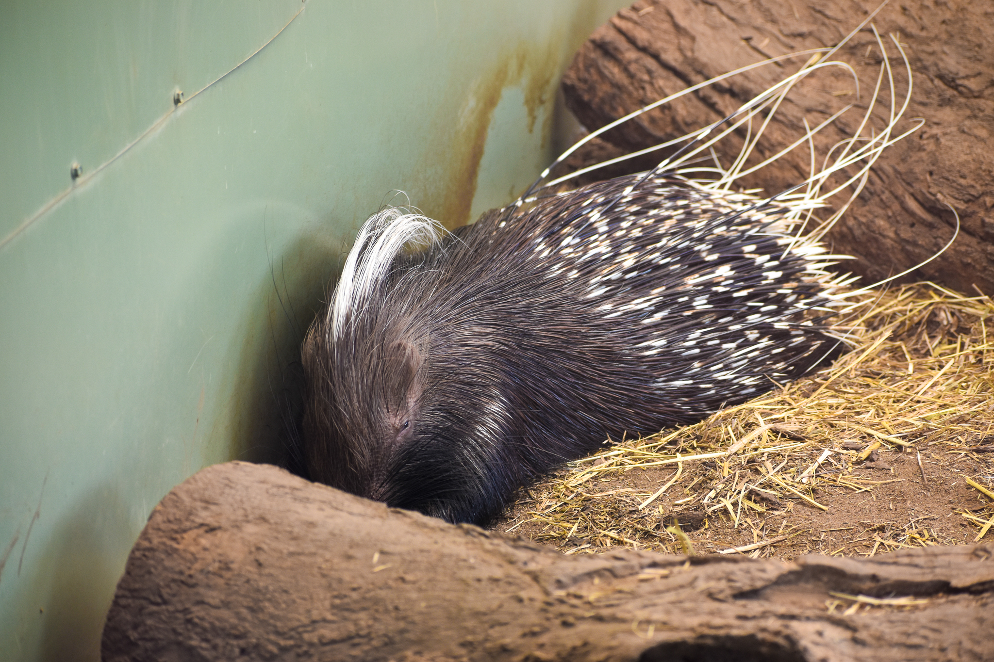 Cape Porcupine (Hystrix africaeaustralis)