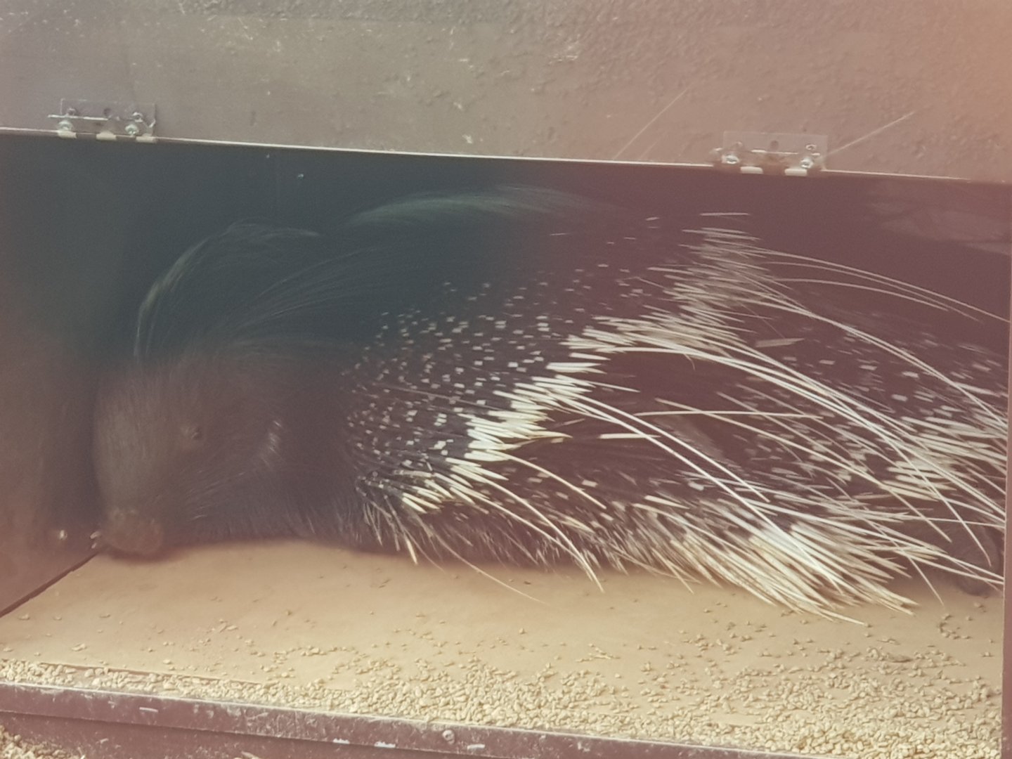 Cape Porcupine (Hystrix africaeaustralis)