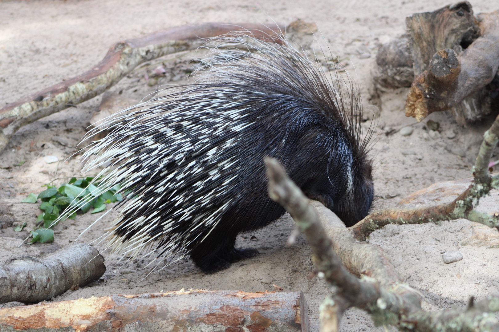Cape Porcupine (Hystrix africaeaustralis)