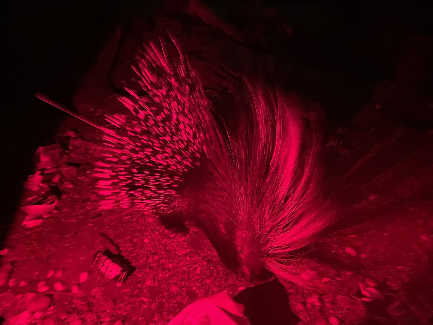 Cape Porcupine, Hystrix africaeaustralis