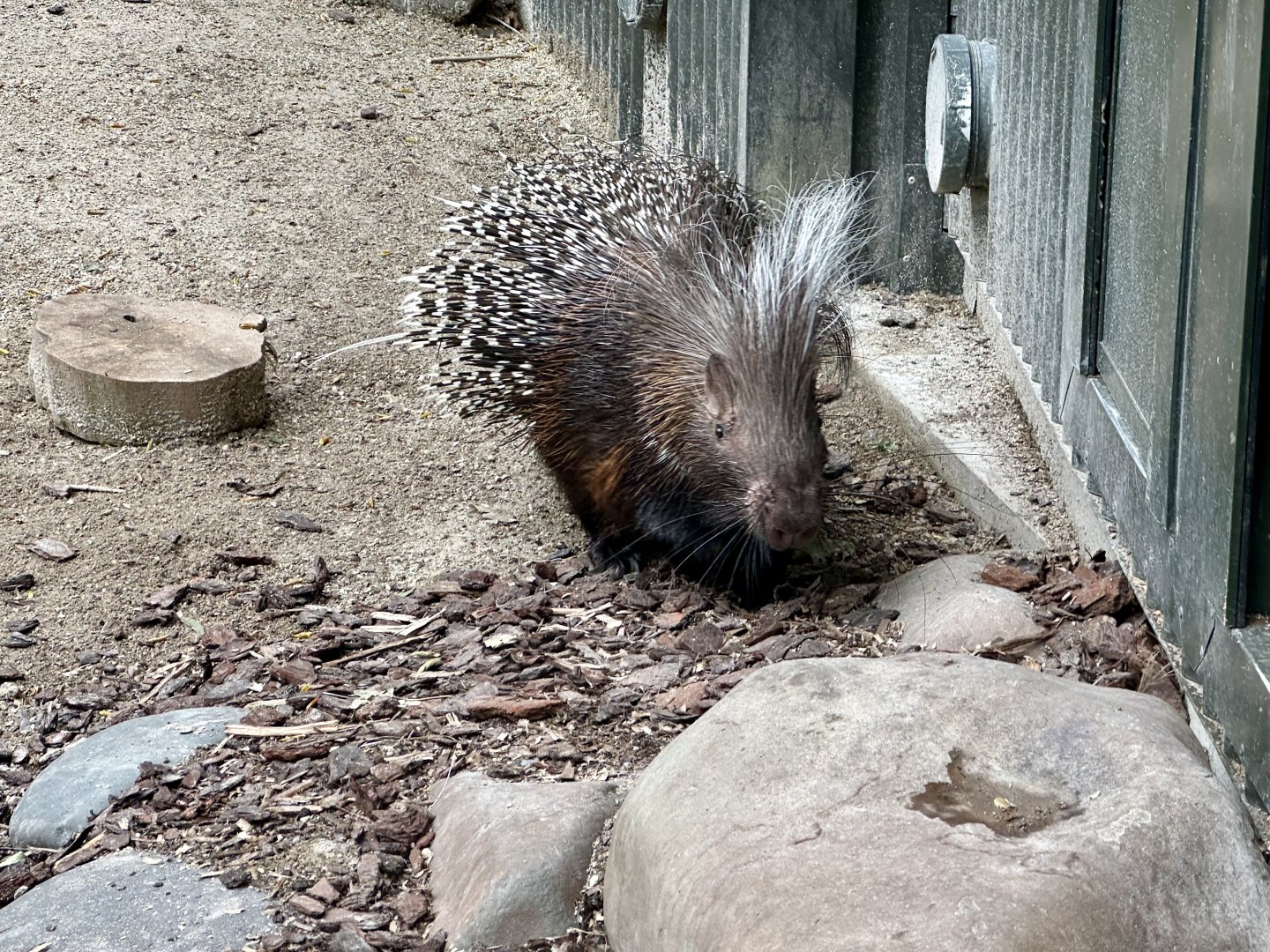 Cape porcupine (Hystrix africaeaustralis)