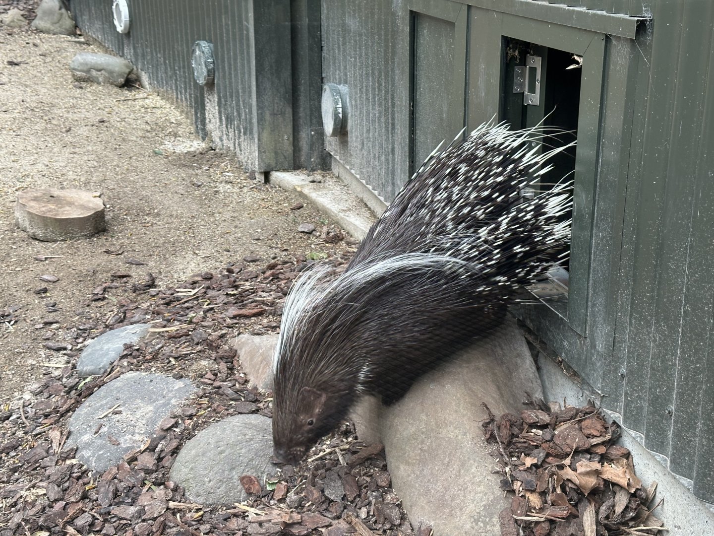 Cape porcupine (Hystrix africaeaustralis)
