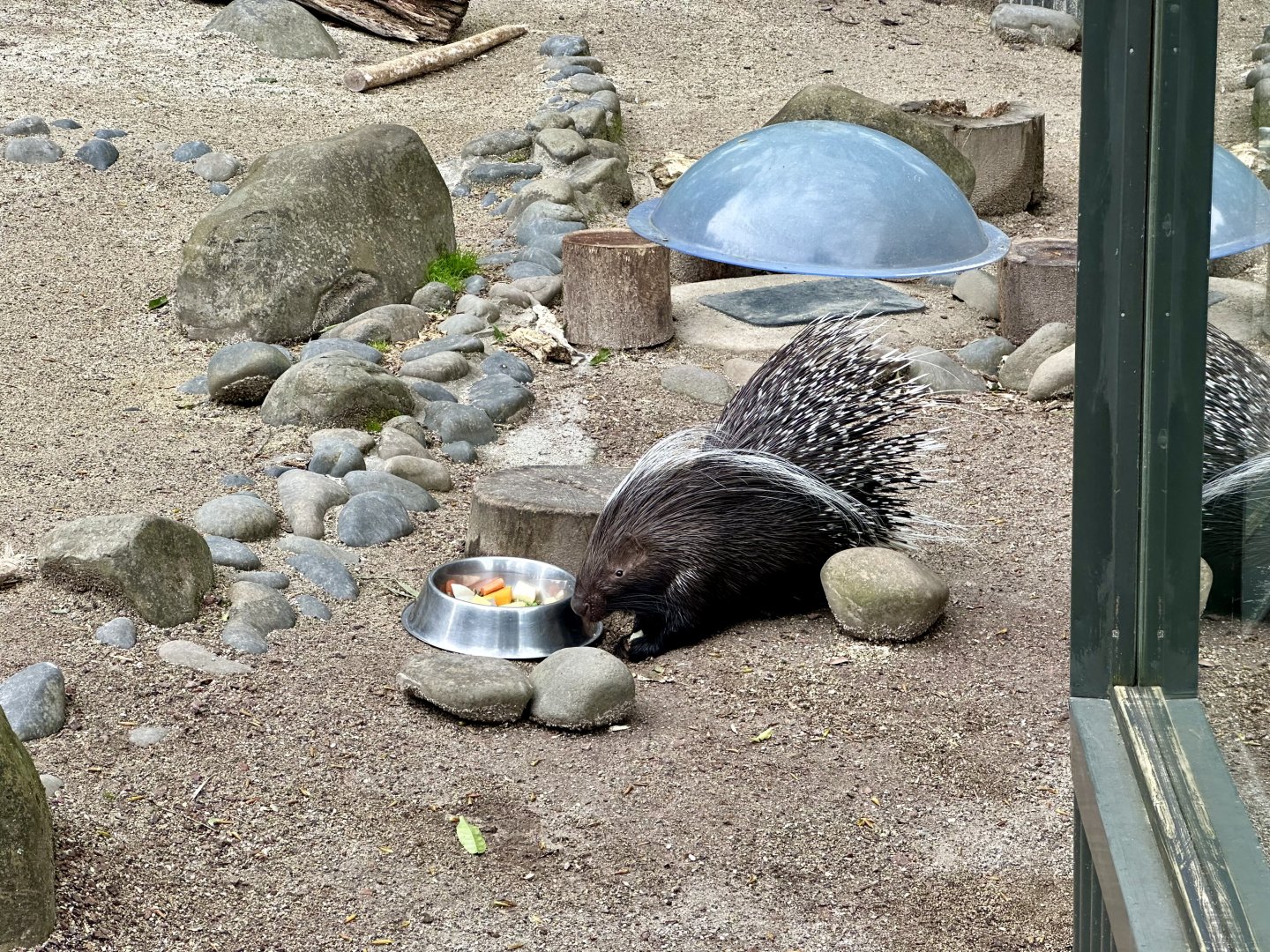 Cape porcupine (Hystrix africaeaustralis)