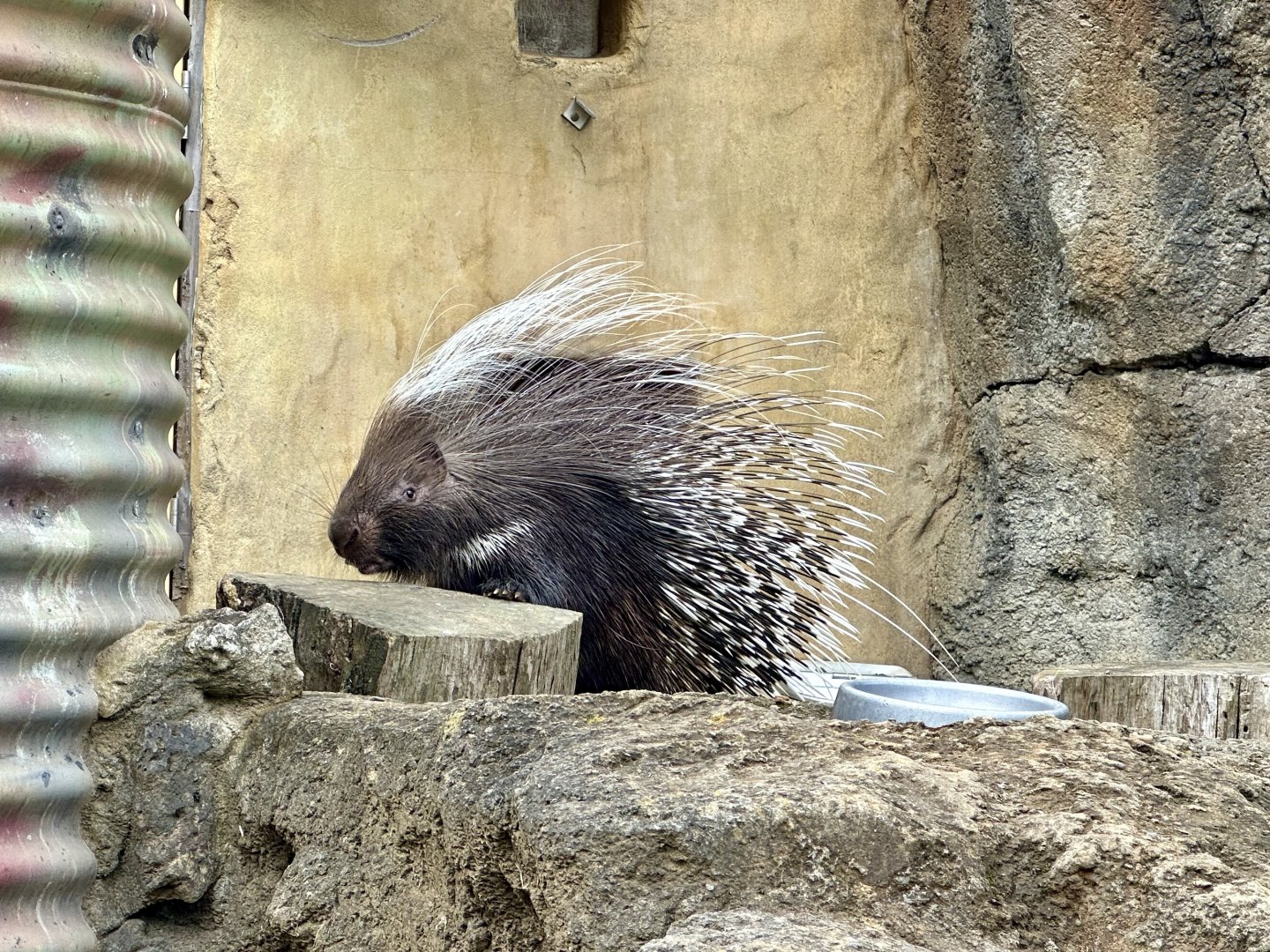 Cape porcupine (Hystrix africaeaustralis)