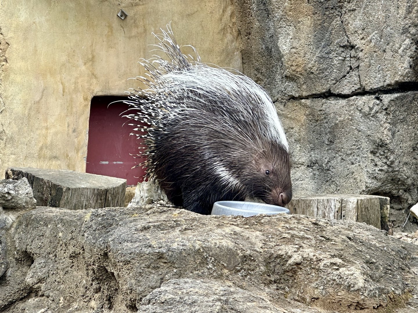 Cape porcupine (Hystrix africaeaustralis)