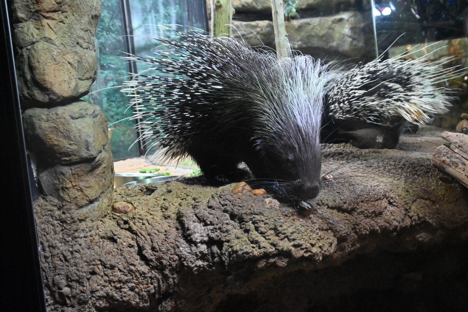 Cape porcupine (Hystrix africaeaustralis)