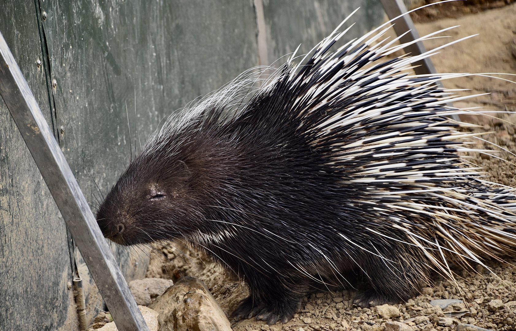 Cape Porcupine (Hystrix africaeaustralis)