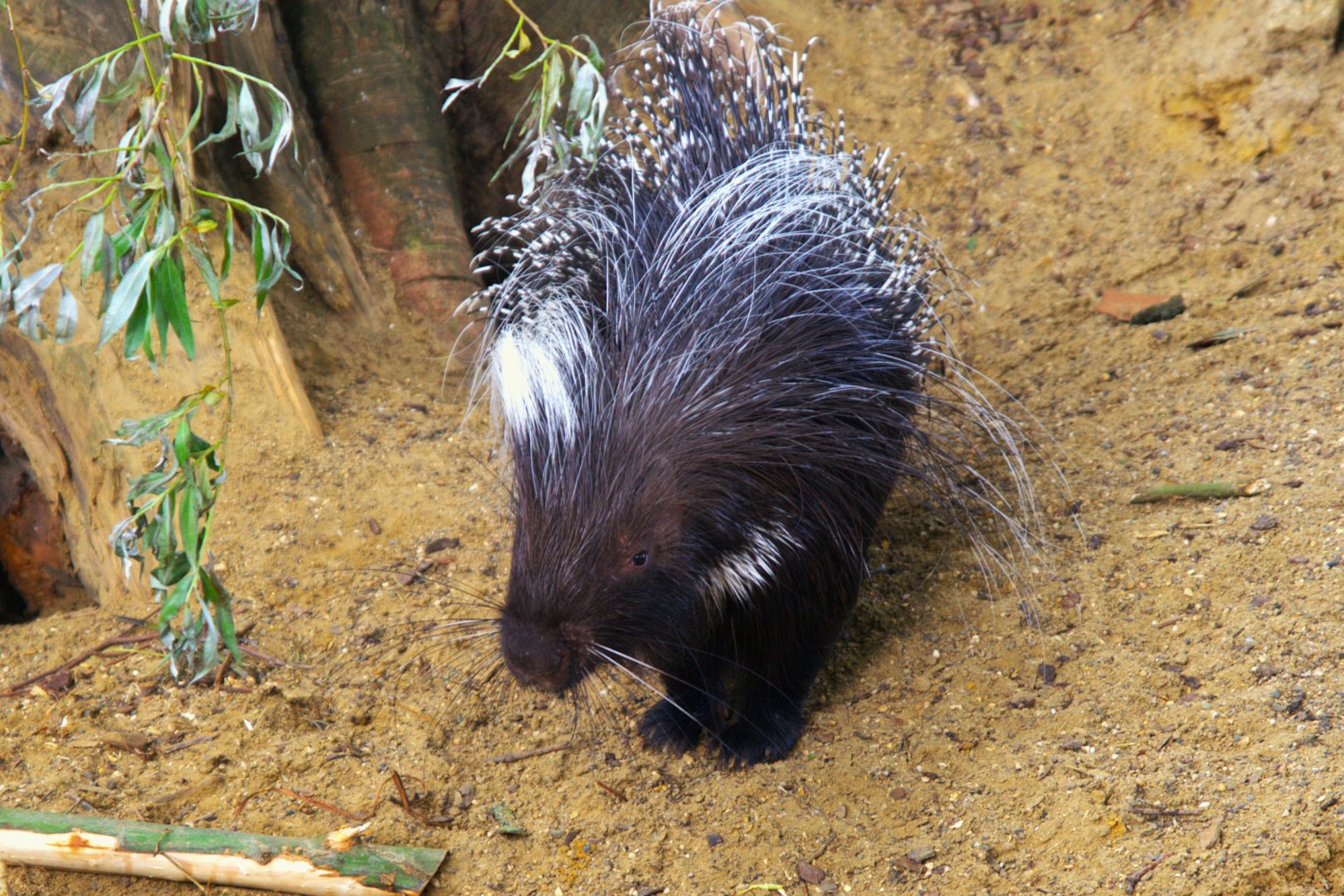 Cape Porcupine (Hystrix africaeaustralis)