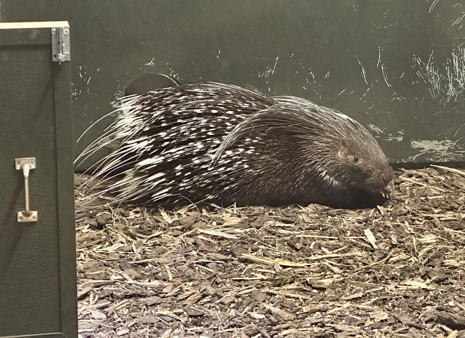 Cape porcupine (Hystrix africaeaustralis)