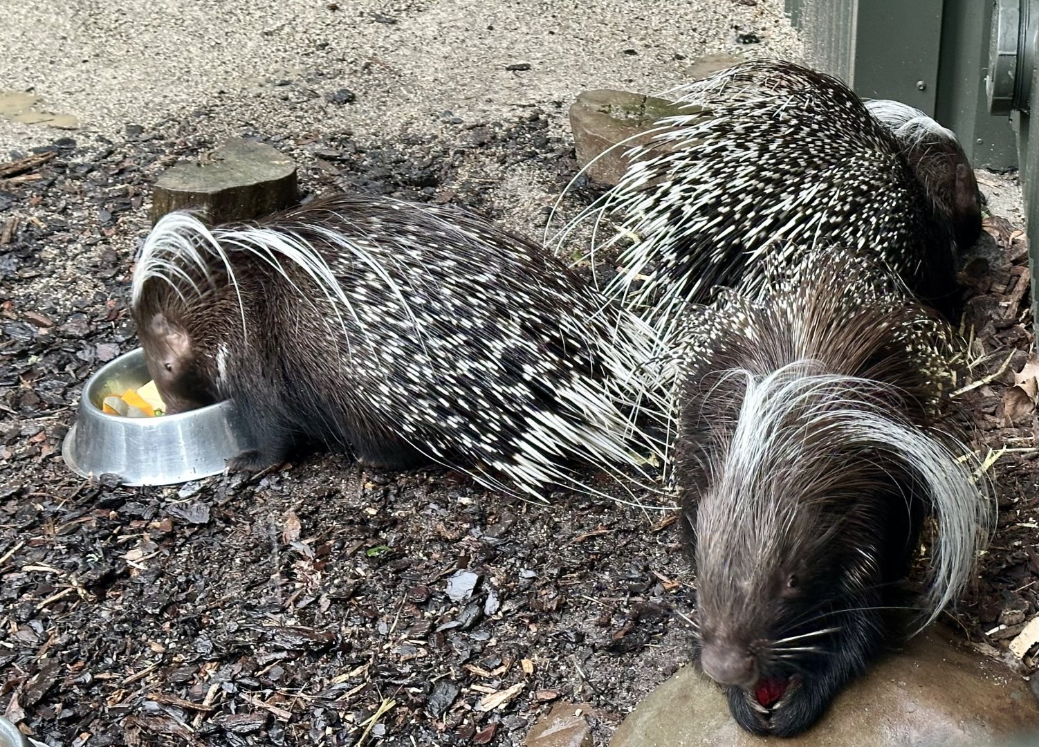 Cape porcupine (Hystrix africaeaustralis)