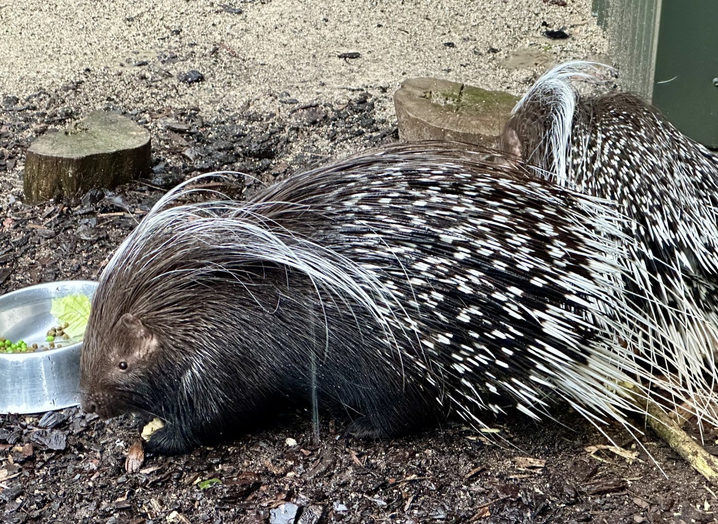 Cape porcupine (Hystrix africaeaustralis)