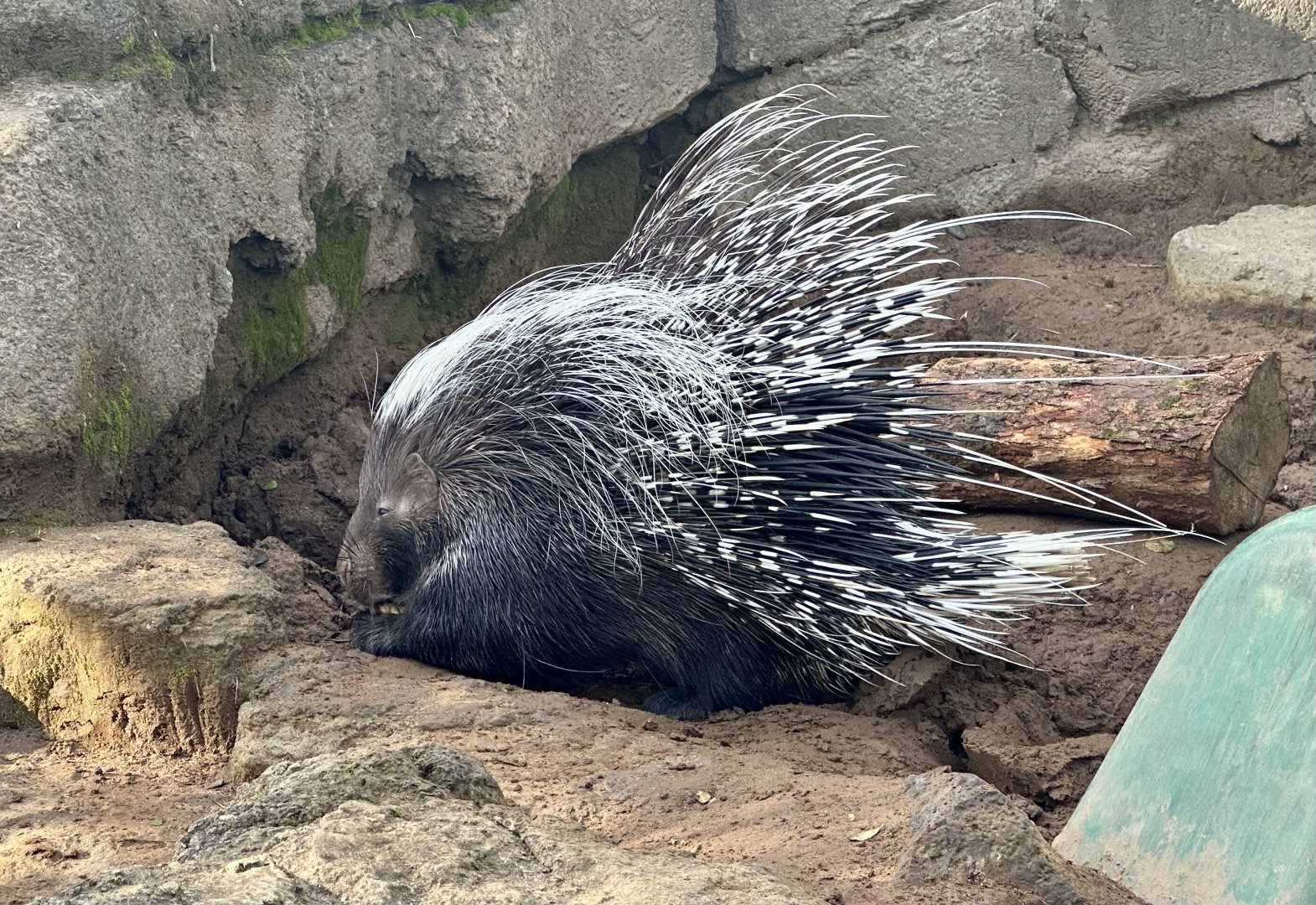 Cape porcupine (Hystrix africaeaustralis)