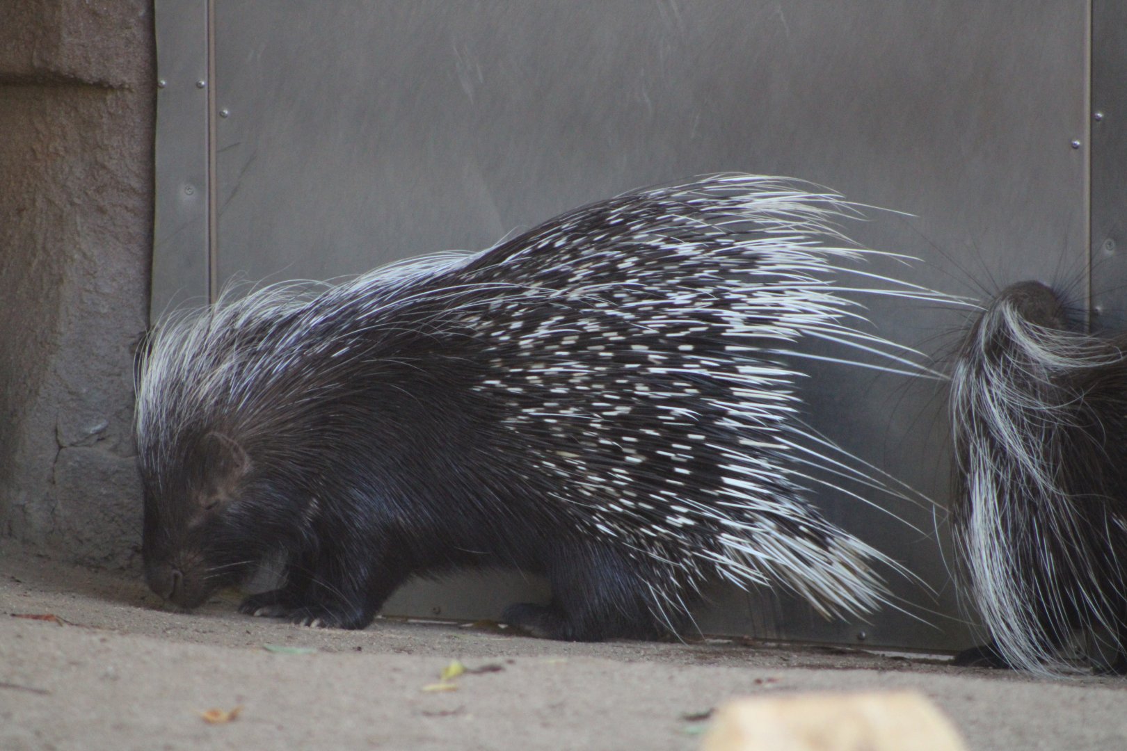 Cape Porcupine (Hystrix africaeaustralis)