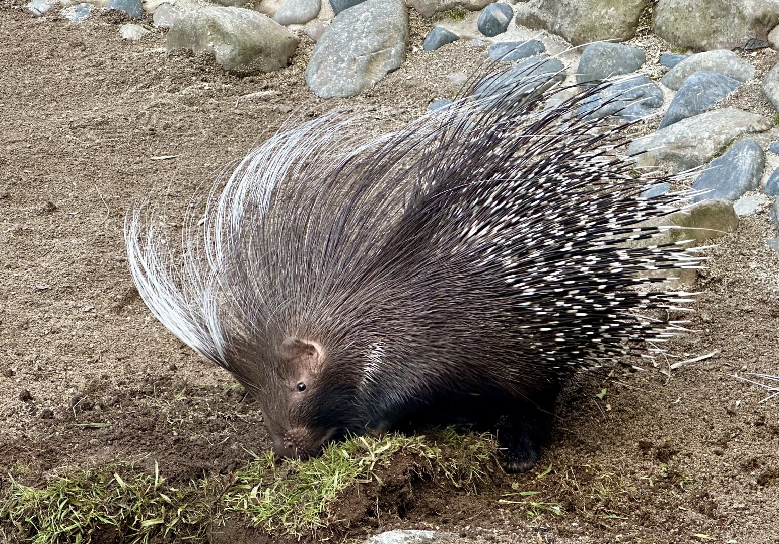 Cape porcupine (Hystrix africaeaustralis)