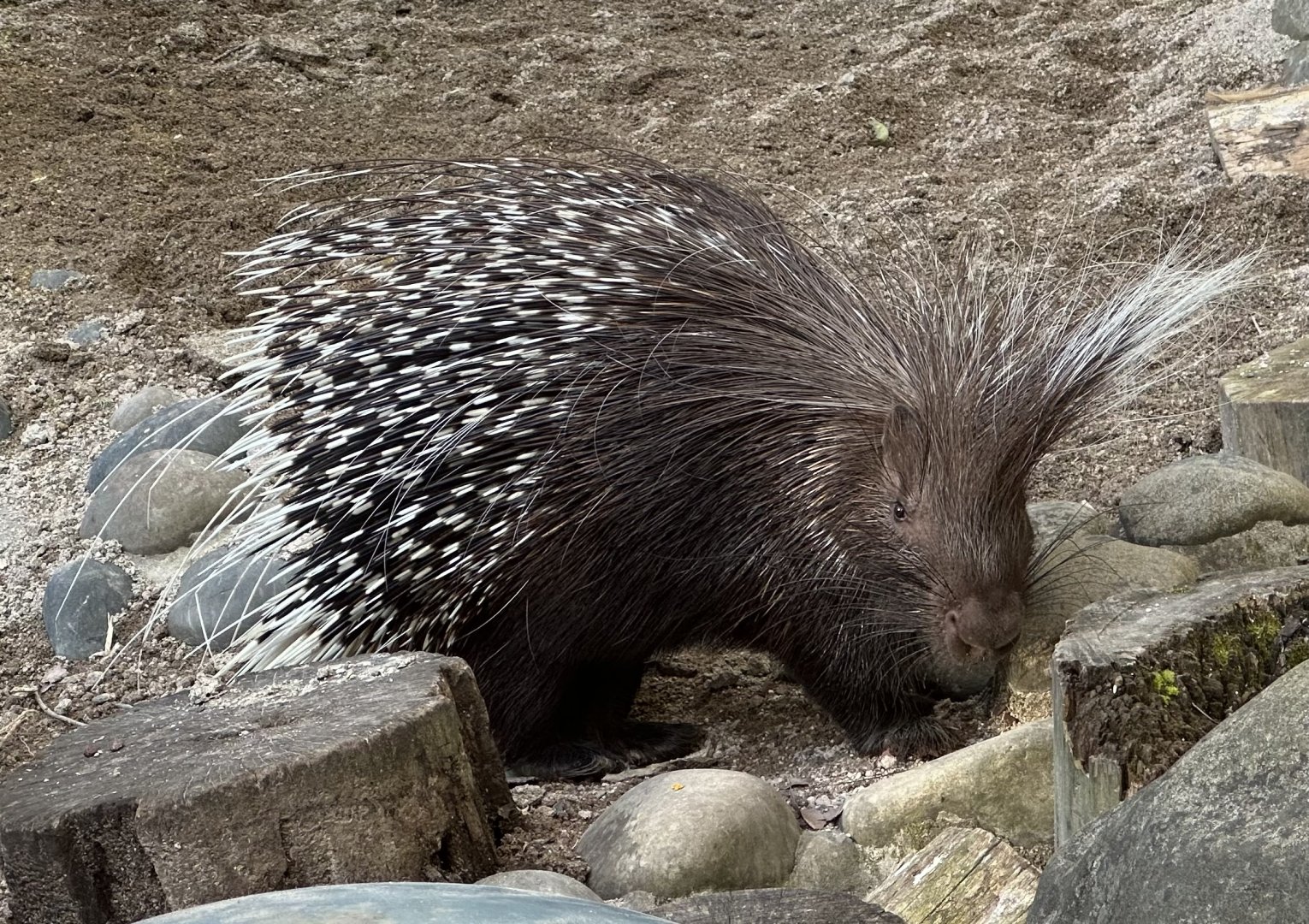Cape porcupine (Hystrix africaeaustralis)