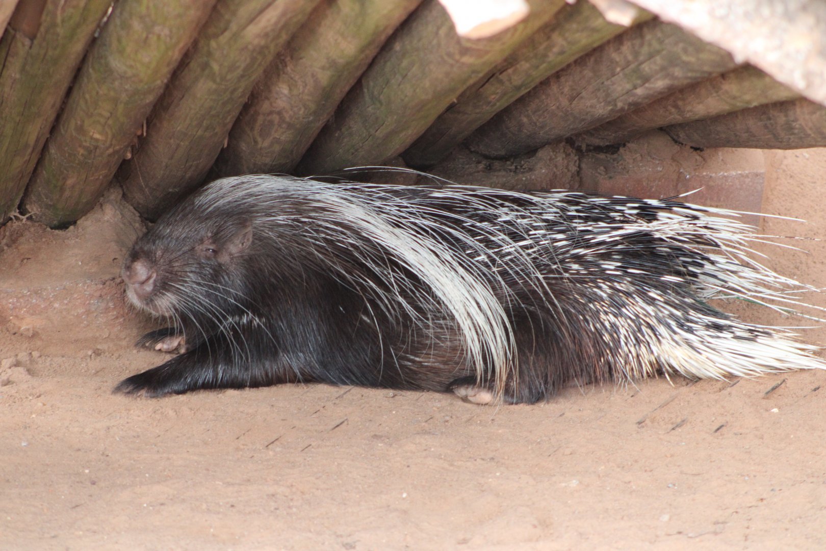 Cape Porcupine (Hystrix africaeaustralis)
