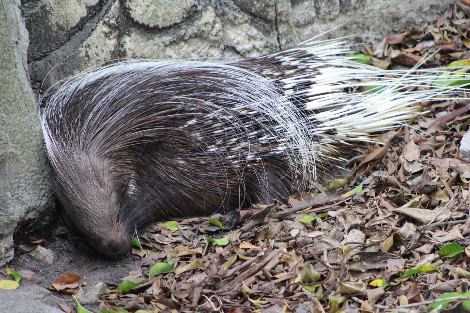 Cape Porcupine (Hystrix africaeaustralis)