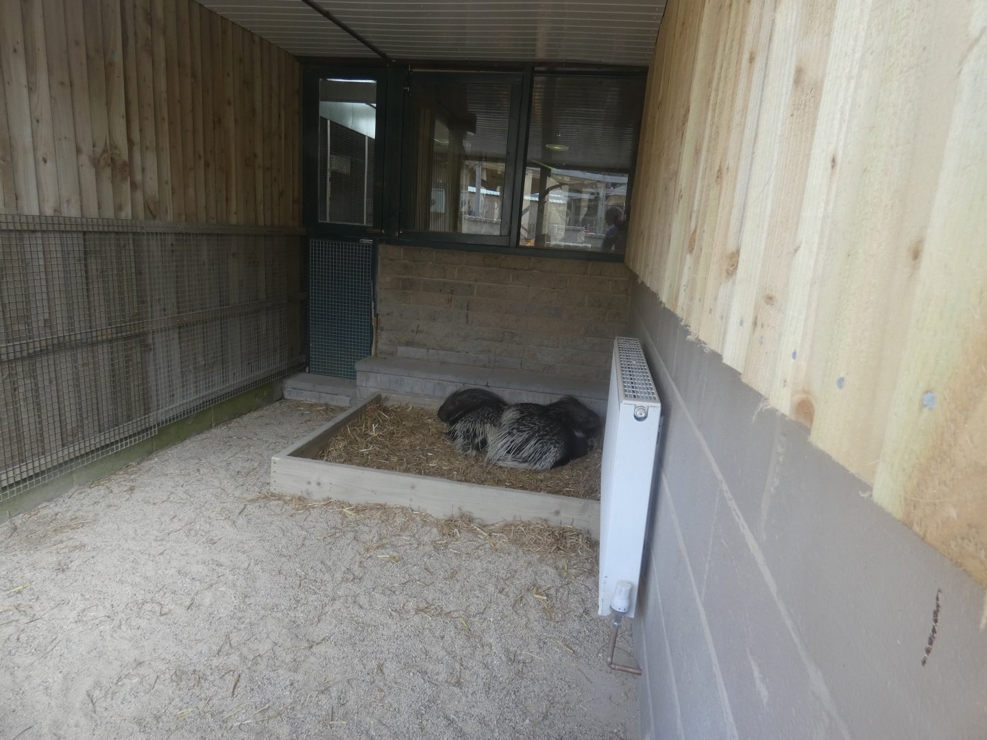 Cape porcupine indoor enclosure
