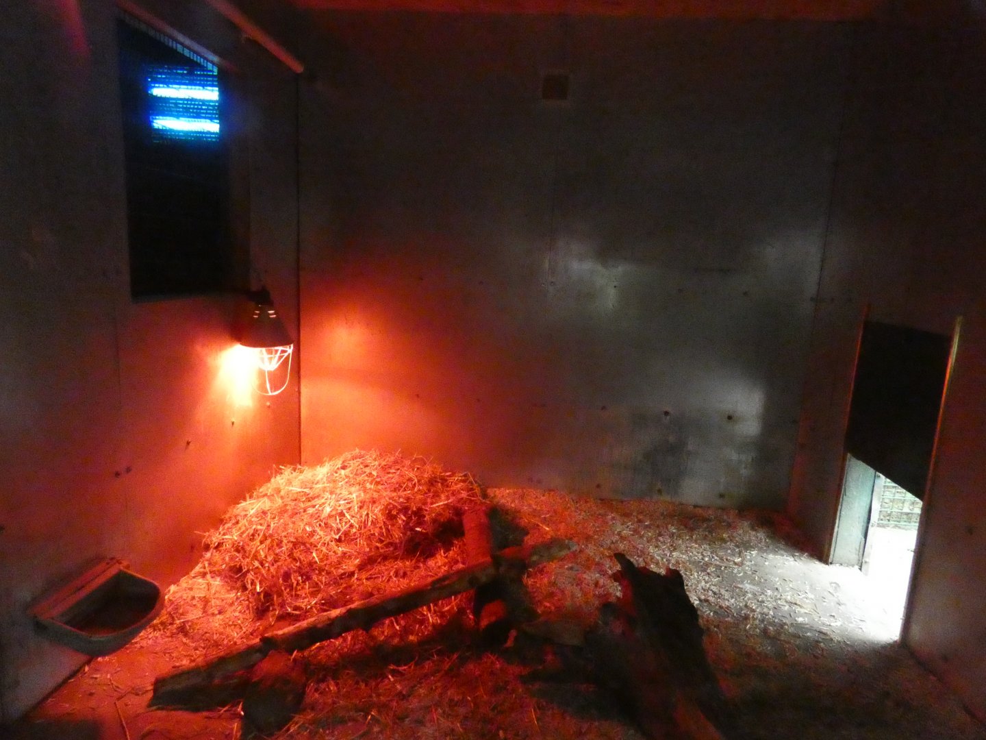 Cape porcupine indoor enclosure