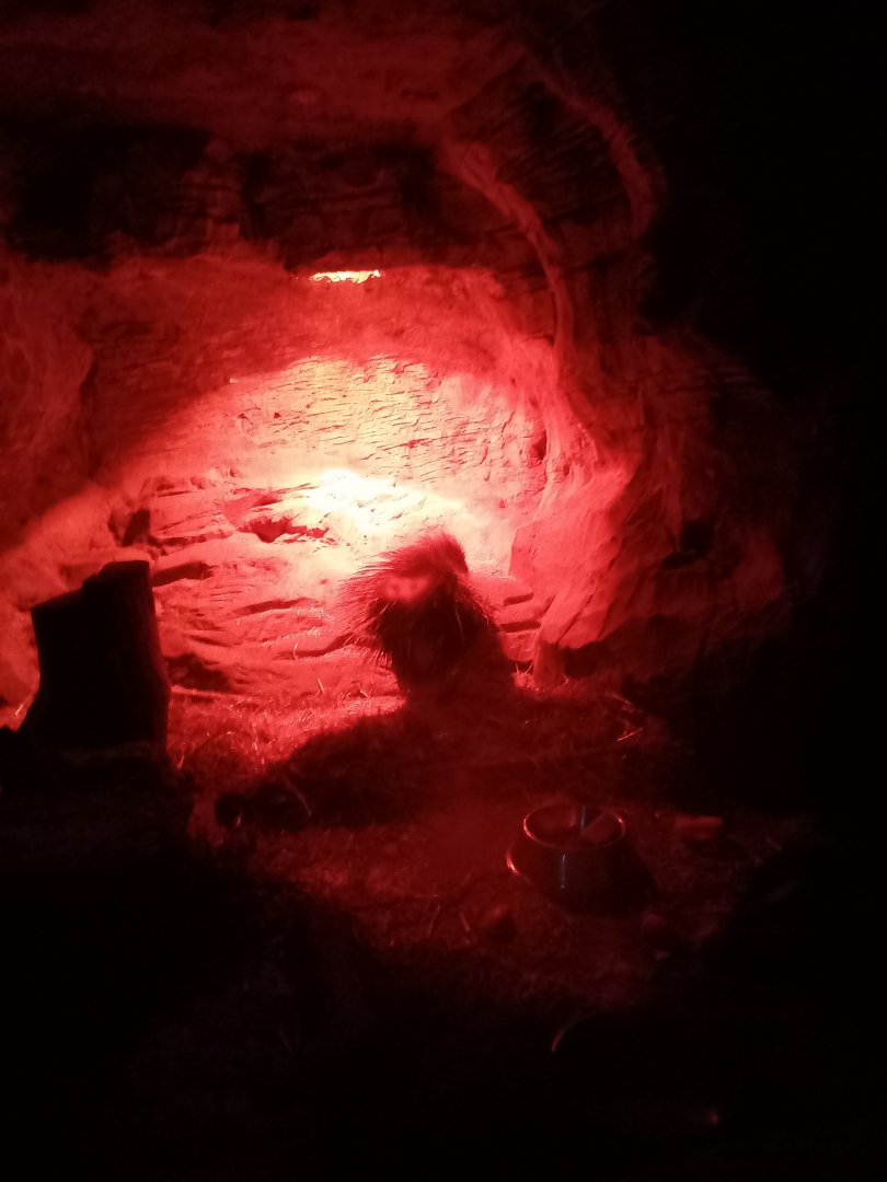 Cape Porcupine Indoor enclosure