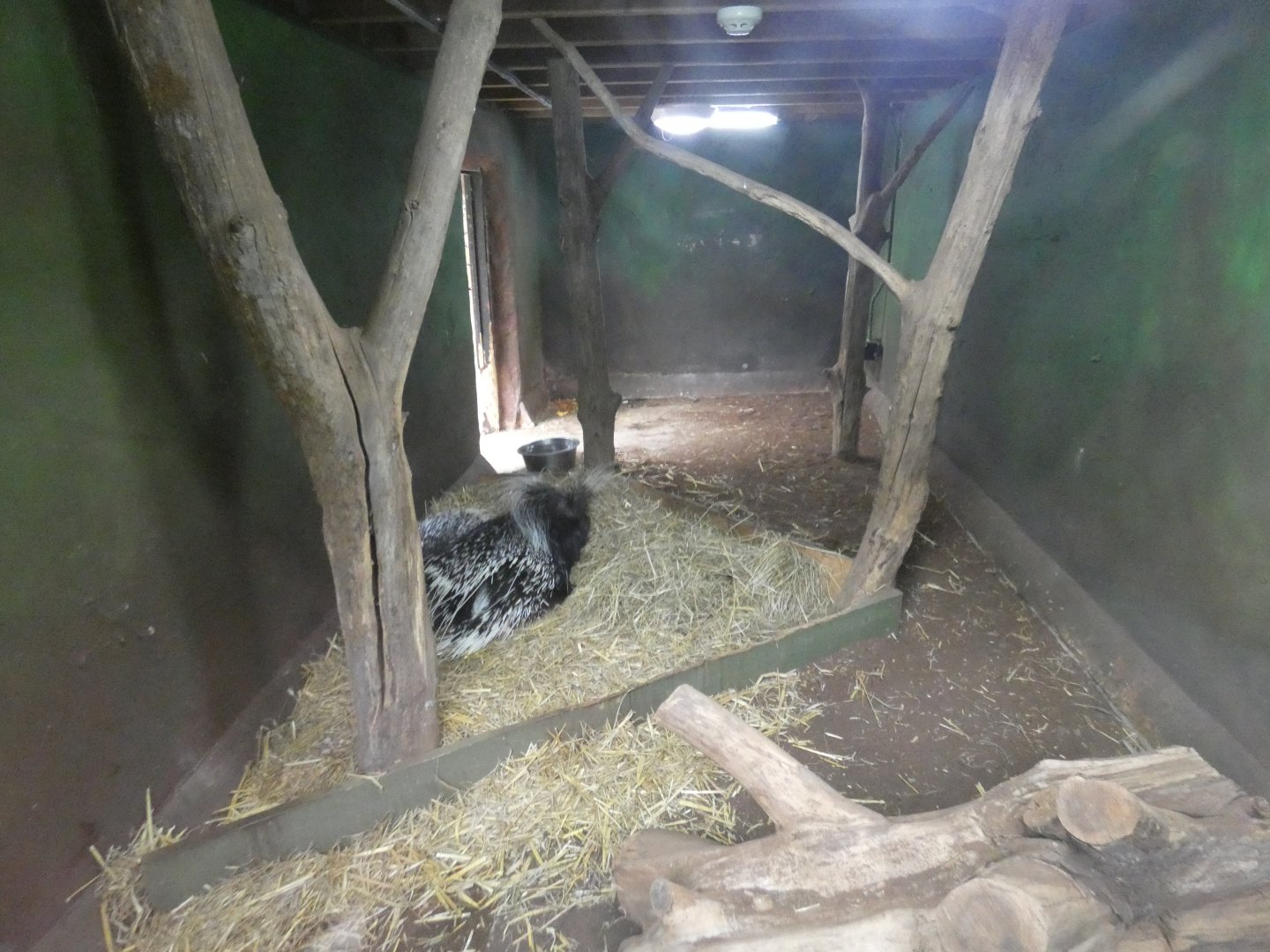 Cape porcupine indoor enclosure