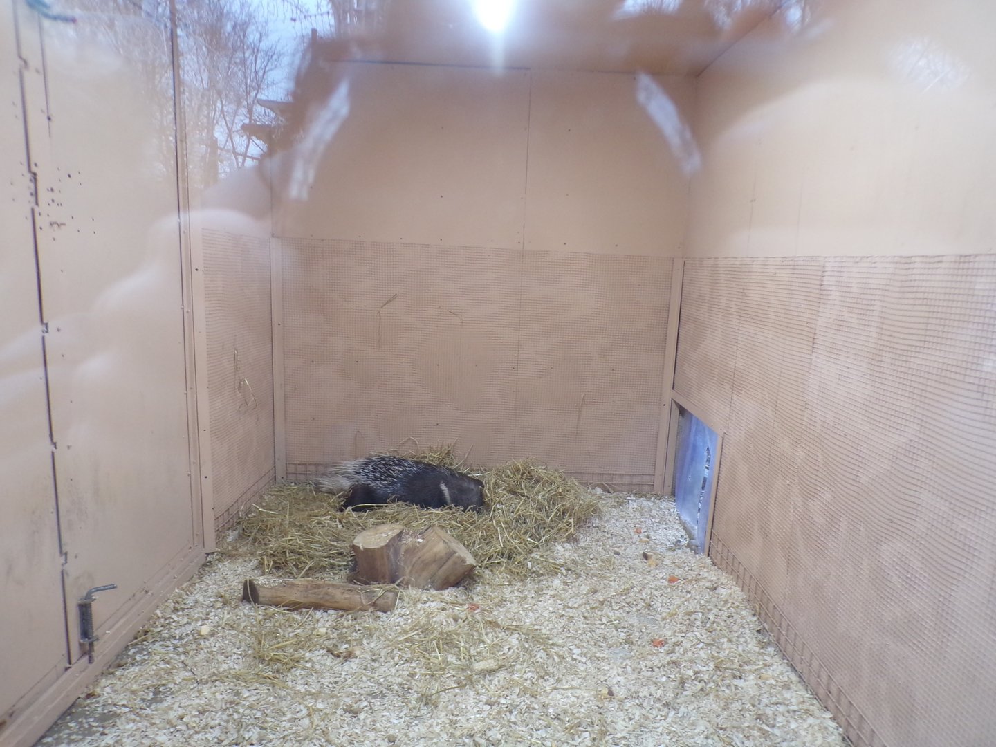 Cape porcupine indoors 1.1.23