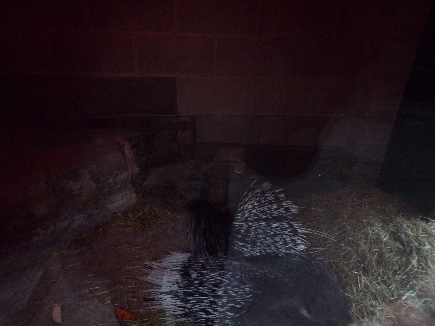 Cape porcupine indoors 27.12.24