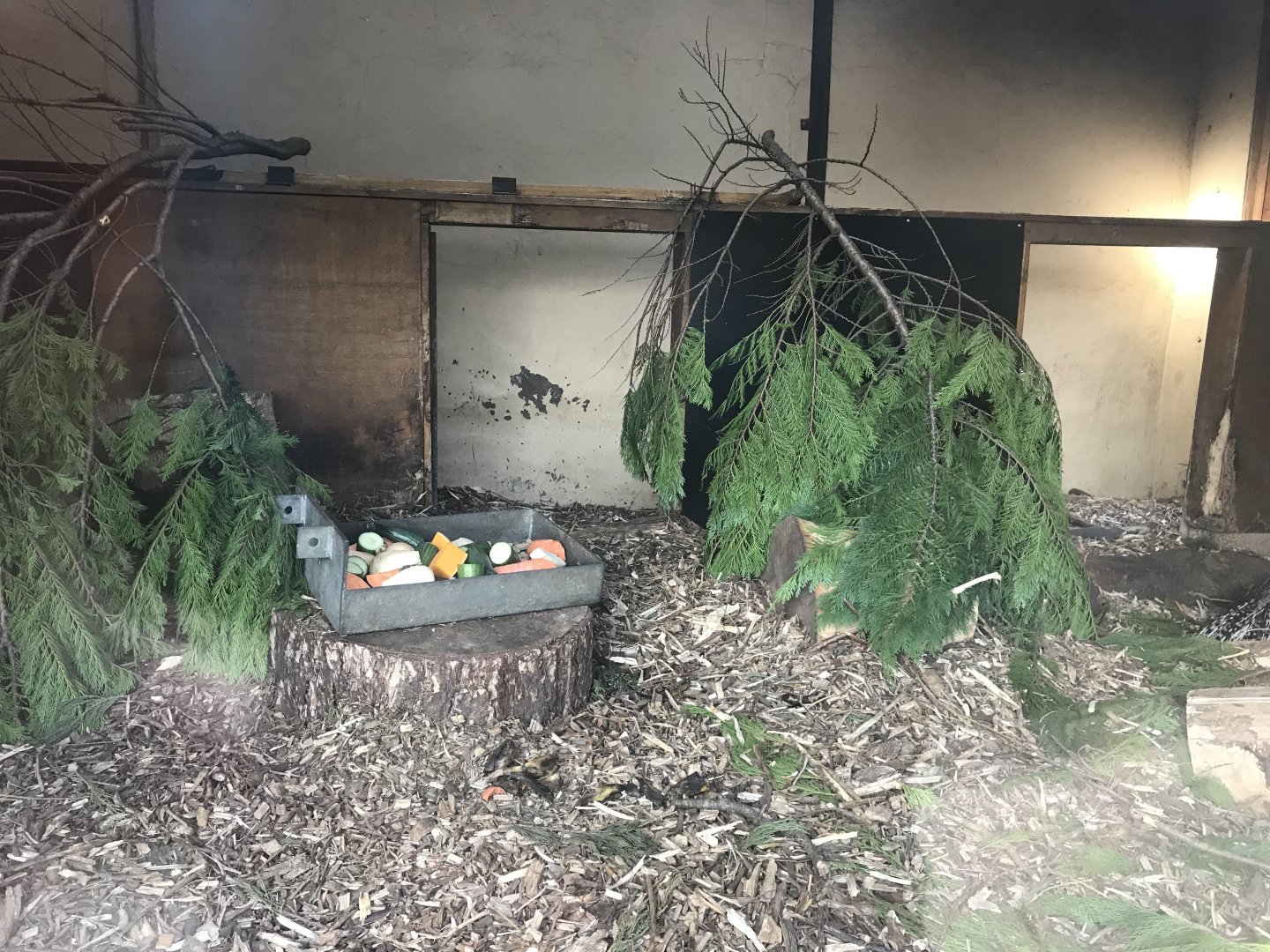 Cape porcupine indoors