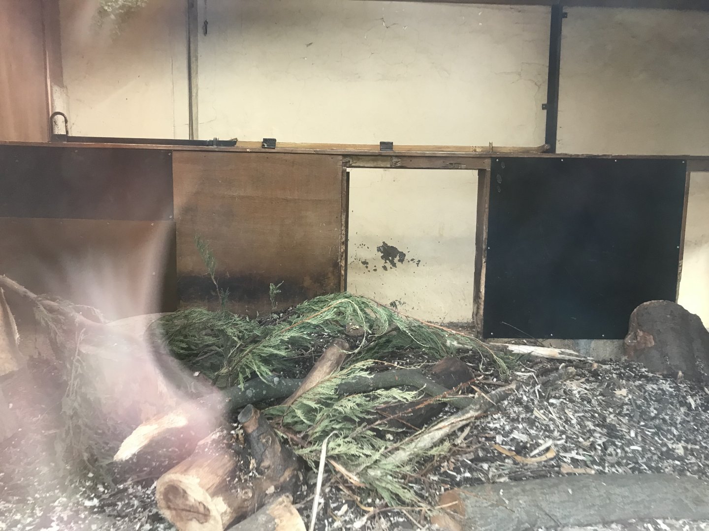 Cape porcupine indoors