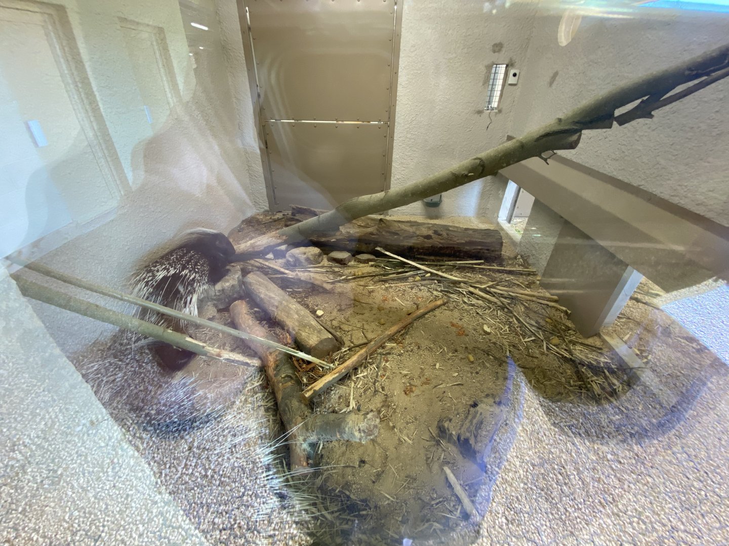 Cape porcupine indoors