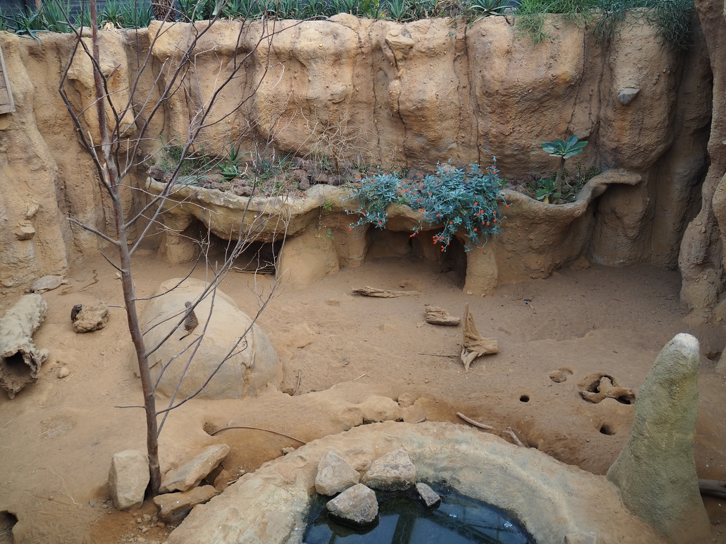 Cape porcupine, meerkat and African spurred tortoise exhibit (Nov 10th, 2018)