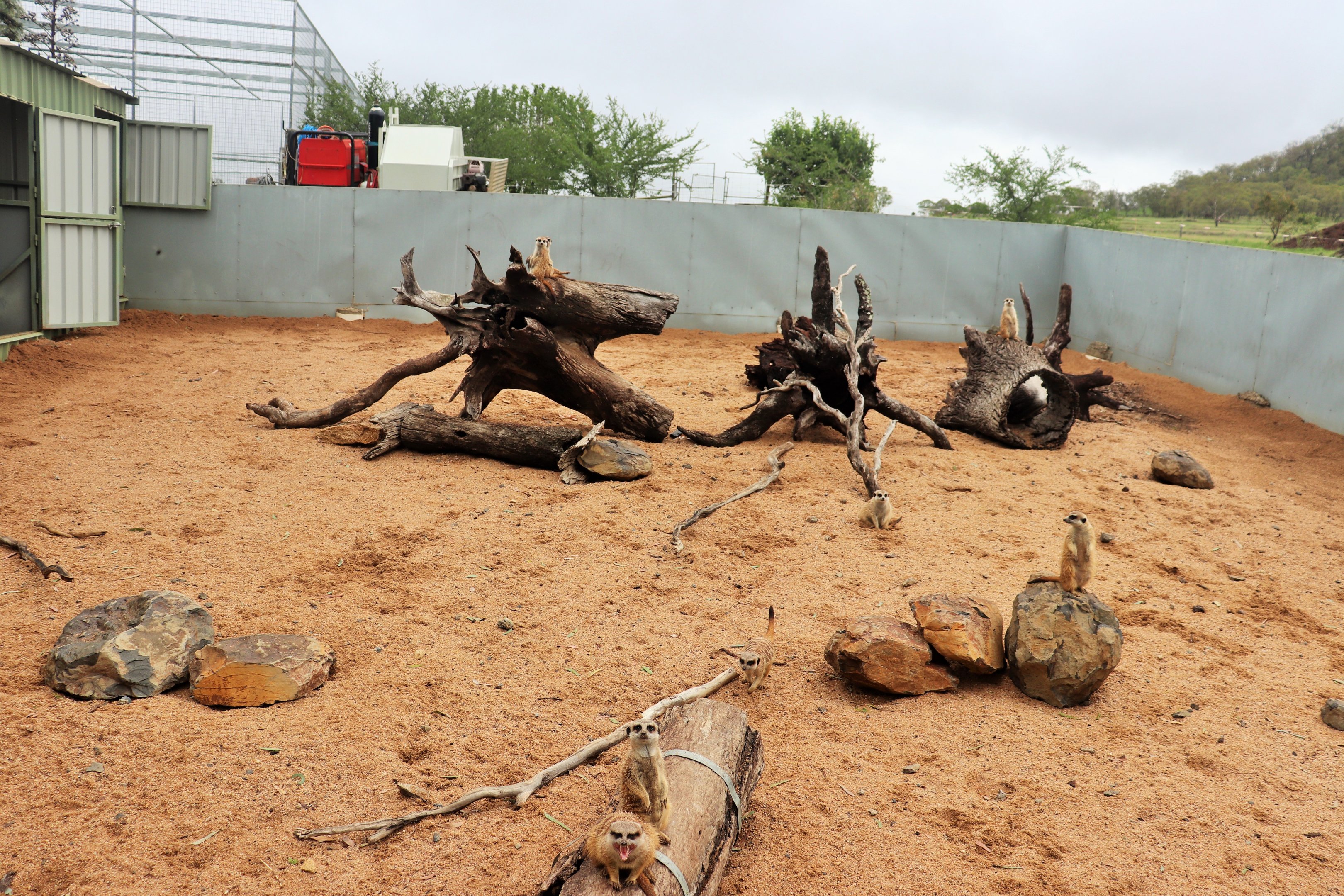 Cape Porcupine/Meerkat Enclosure
