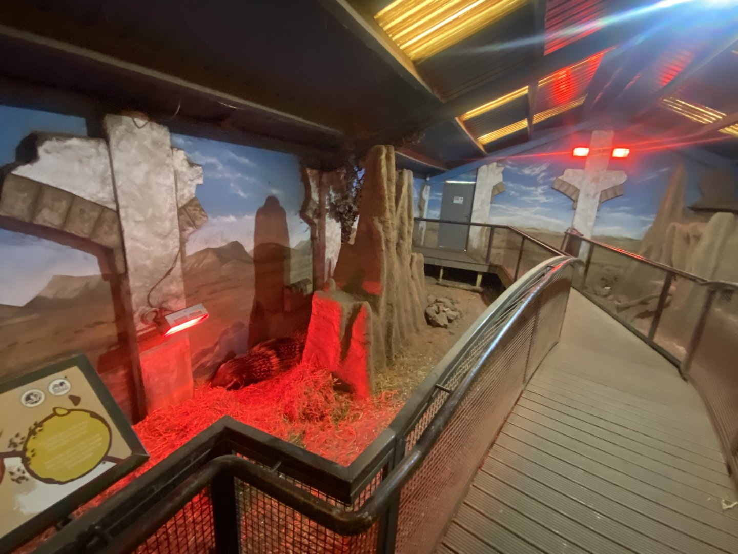 Cape porcupine/Meerkat indoors 040324