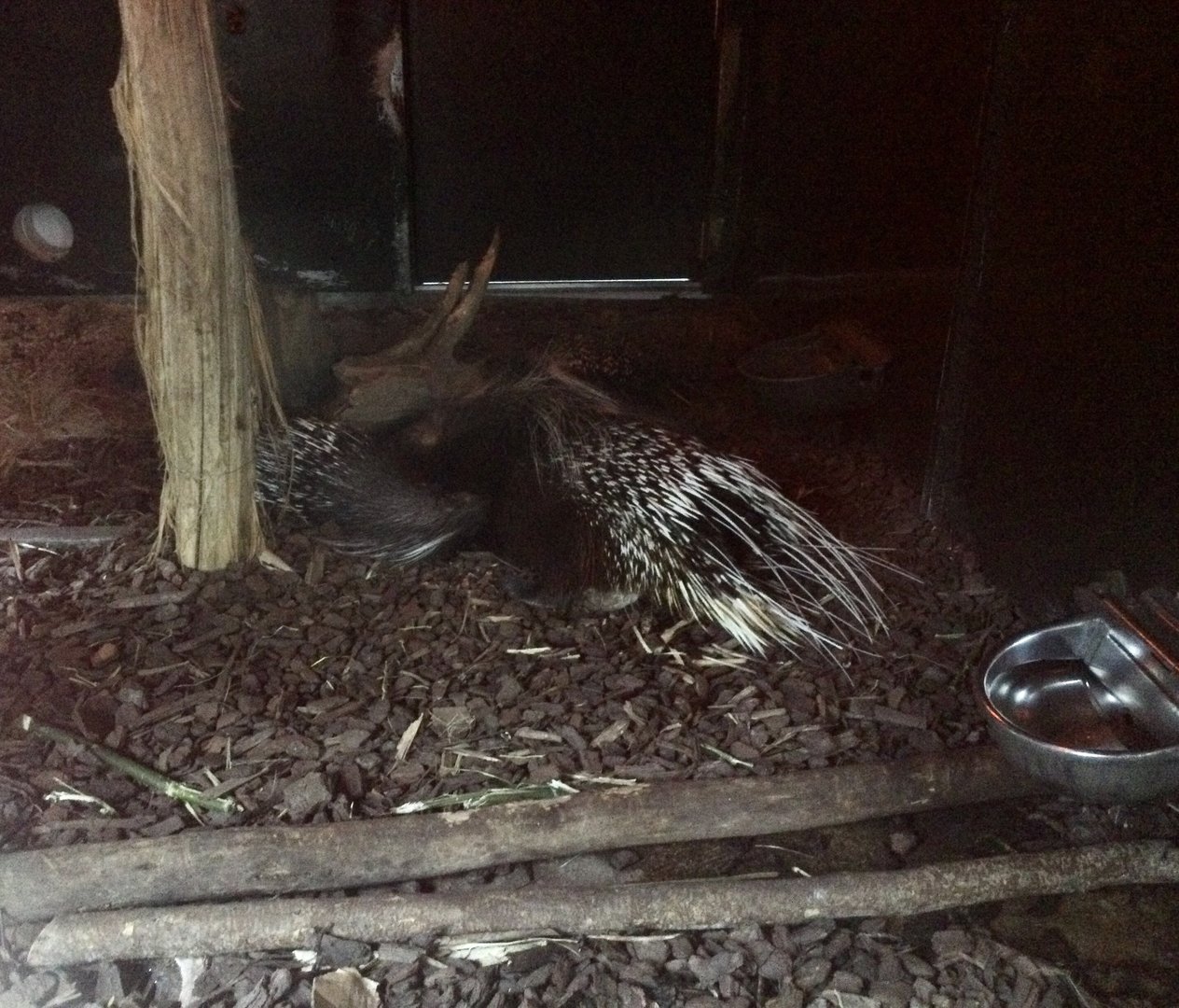 Cape Porcupine (Nursing Young)