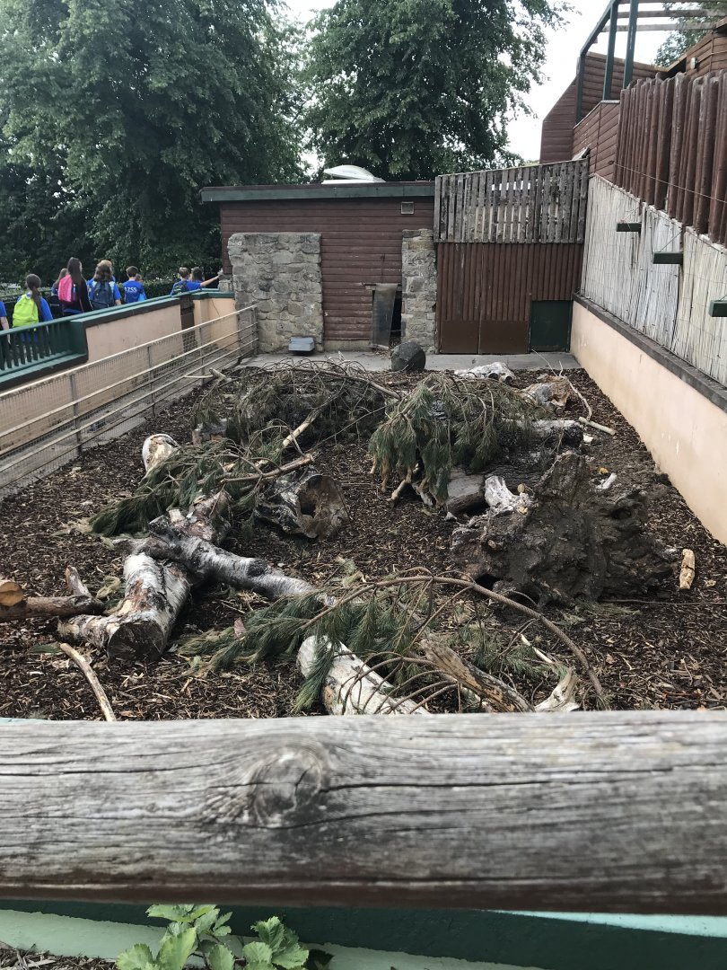 Cape porcupine outdoor enclosure