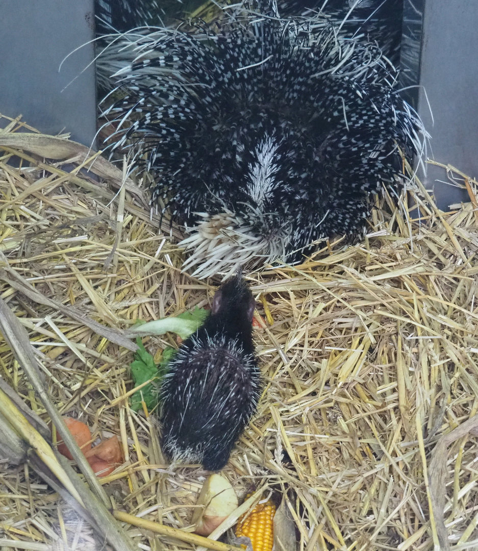 Cape porcupine pup (Hystrix africaeaustralis), 2022-01-02