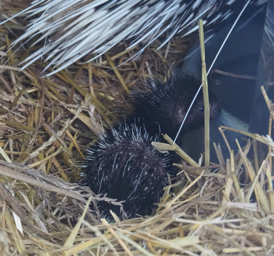 Cape porcupine pup (Hystrix africaeaustralis), 2022-01-02