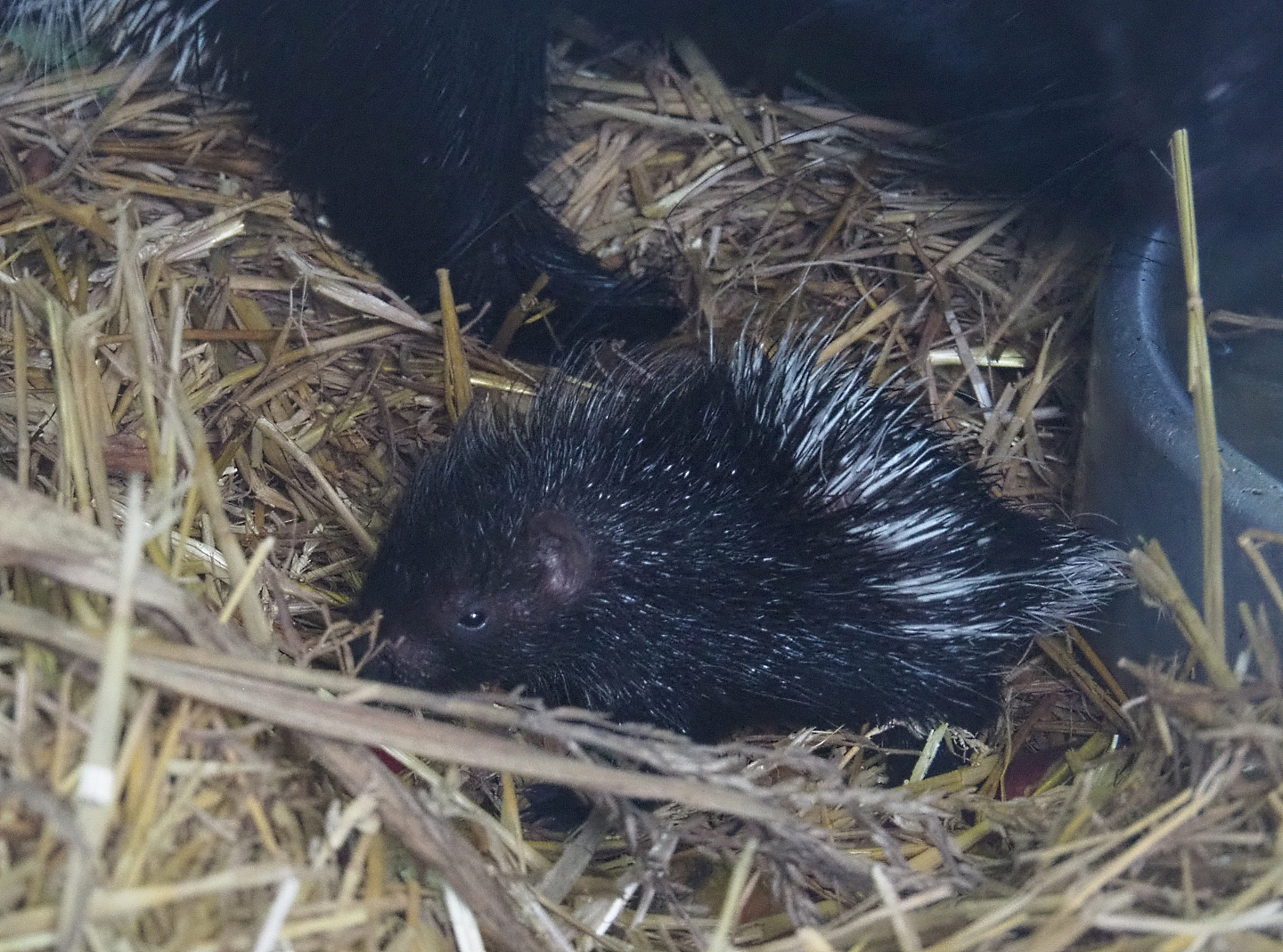 Cape porcupine pup (Hystrix africaeaustralis), 2022-01-02