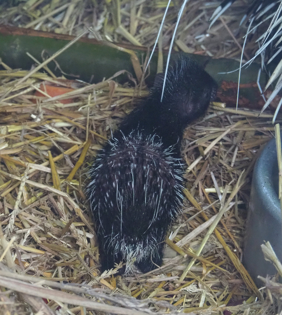 Cape porcupine pup (Hystrix africaeaustralis), 2022-01-02