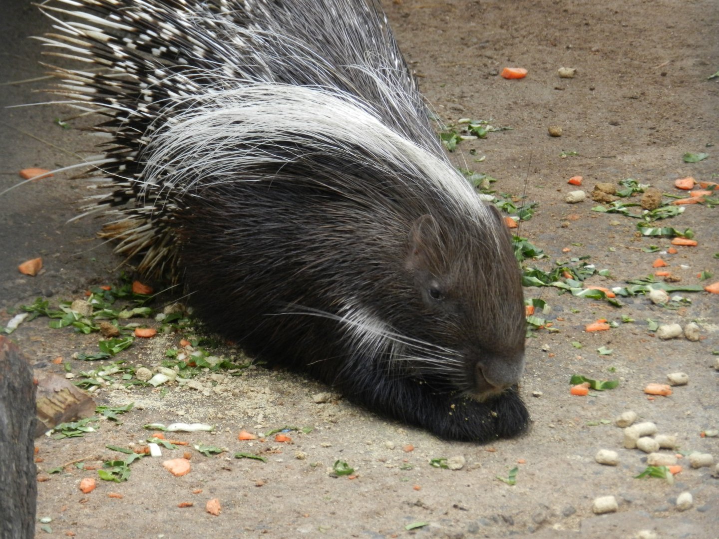 Cape porcupine - Santiago Zoo (Zoologico Nacional)
