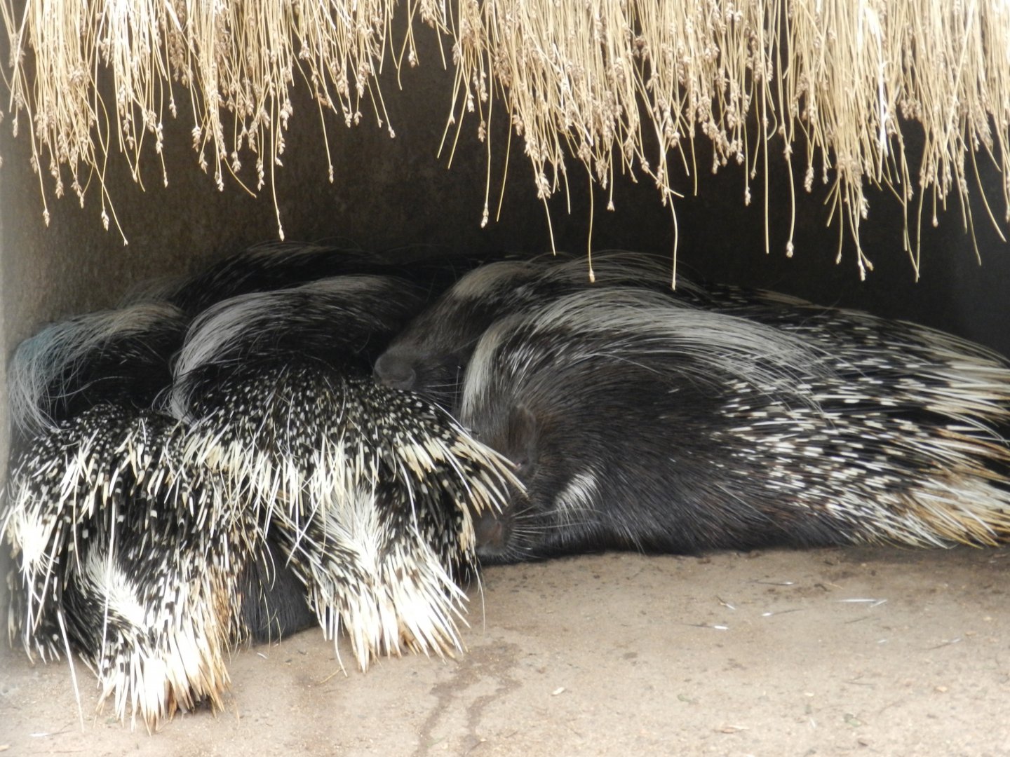 Cape porcupine - Santiago Zoo (Zoologico Nacional)