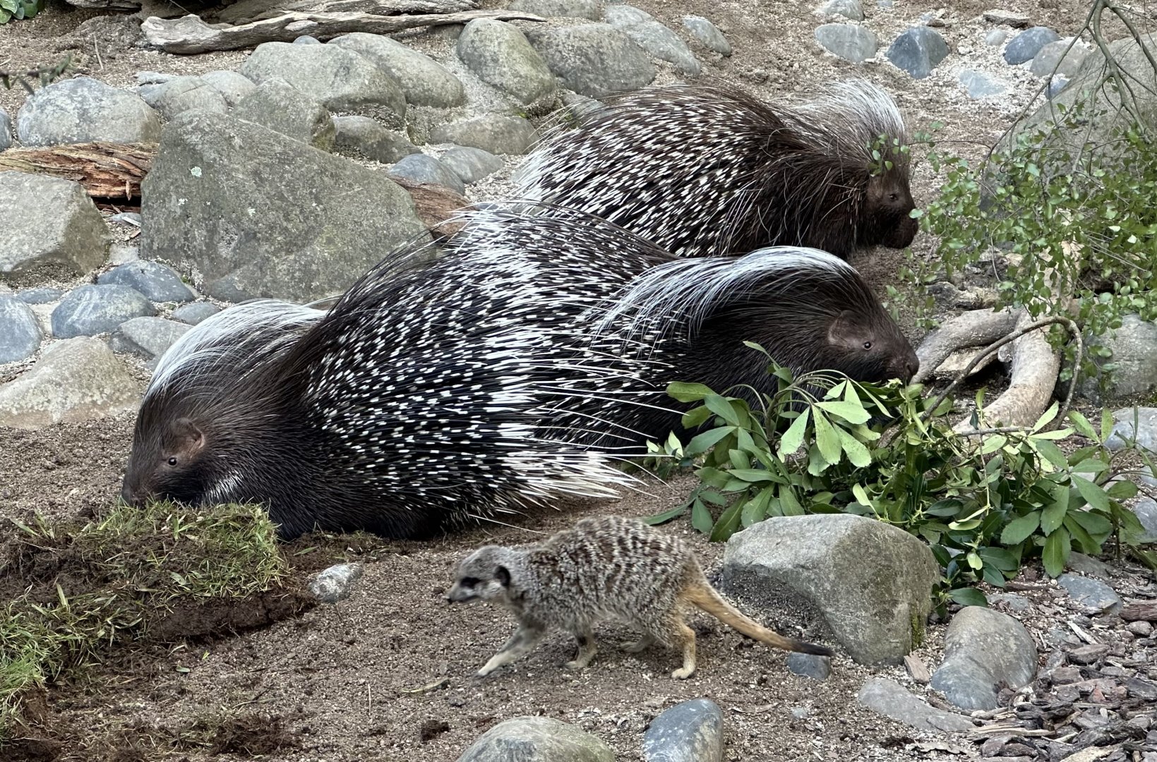 Cape Porcupine/Slender-tailed Meerkat