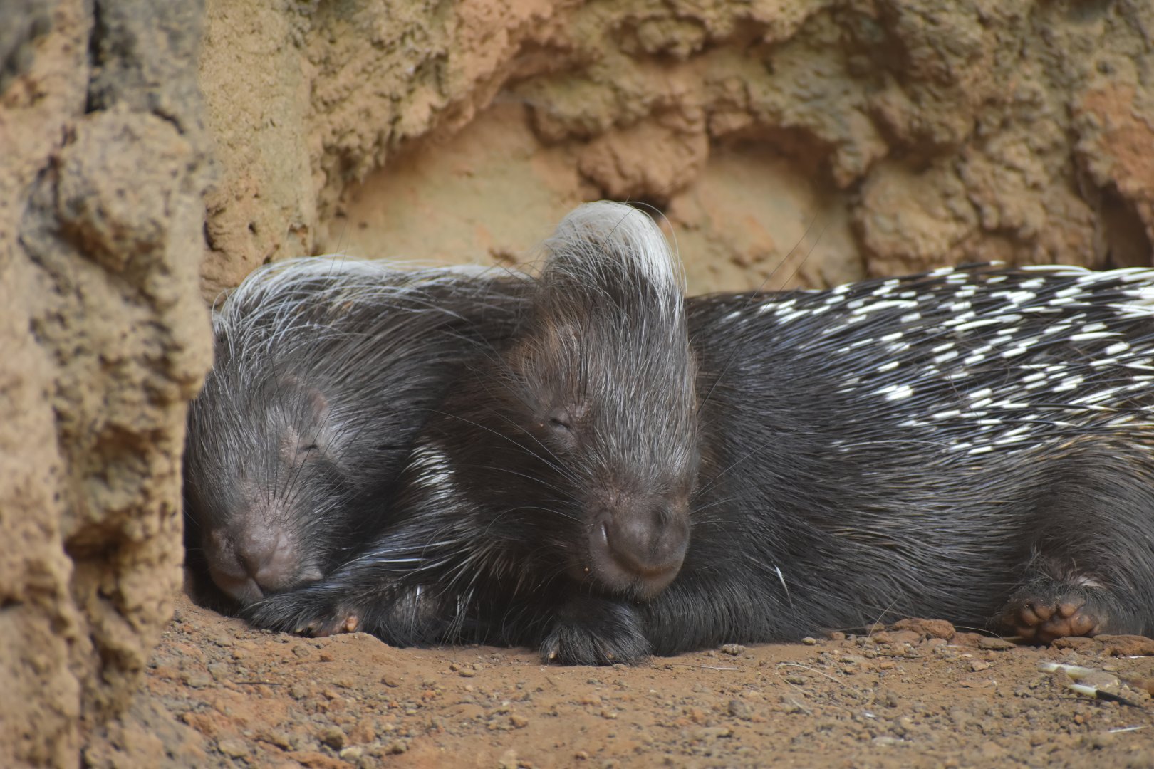Cape Porcupine Snuggles