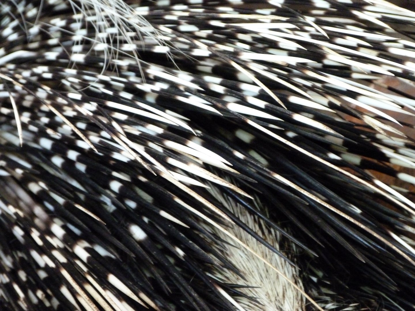 Cape porcupine -Zoo d'Asson (2025)