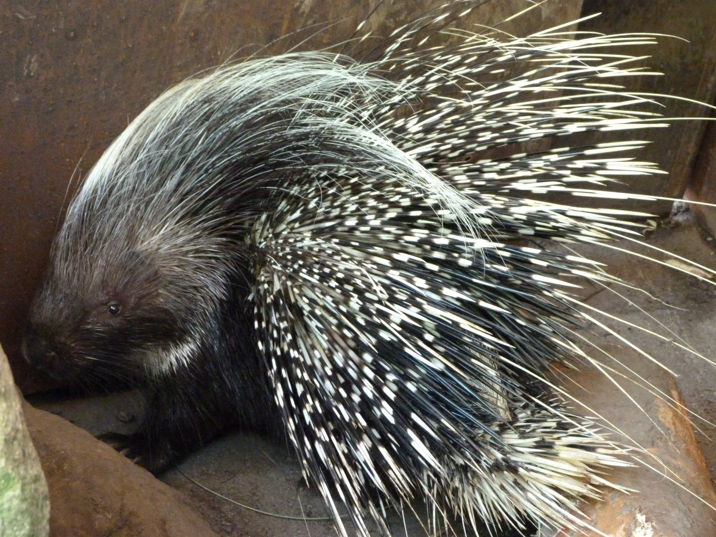 Cape porcupine -Zoo d'Asson (2025)