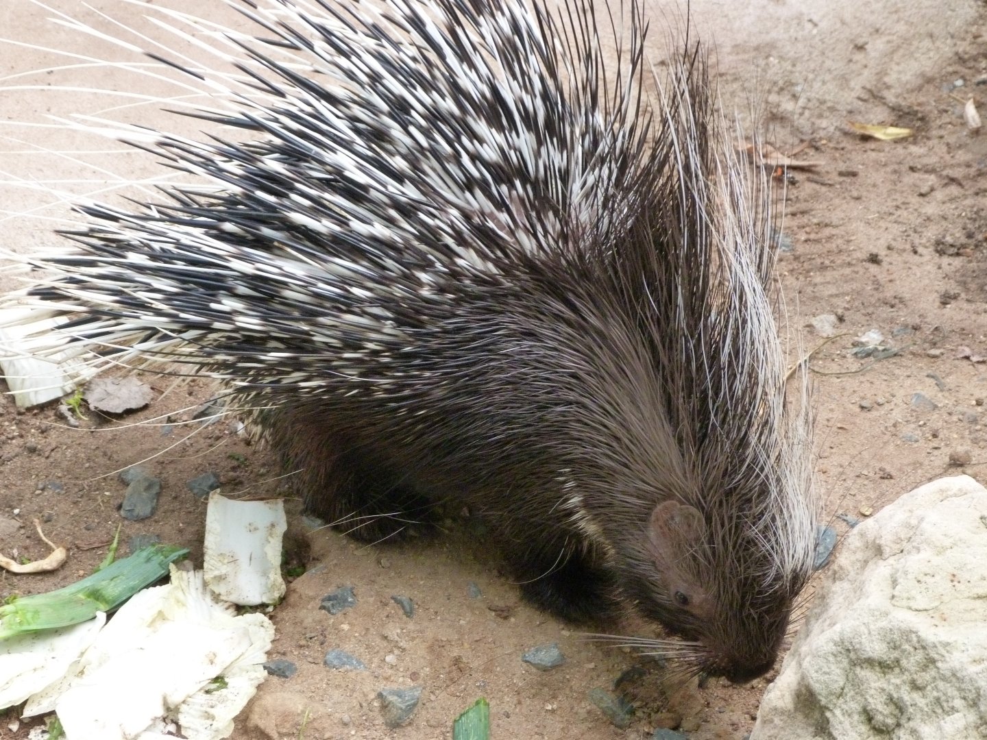 Cape porcupine -Zoo Praha (2025)
