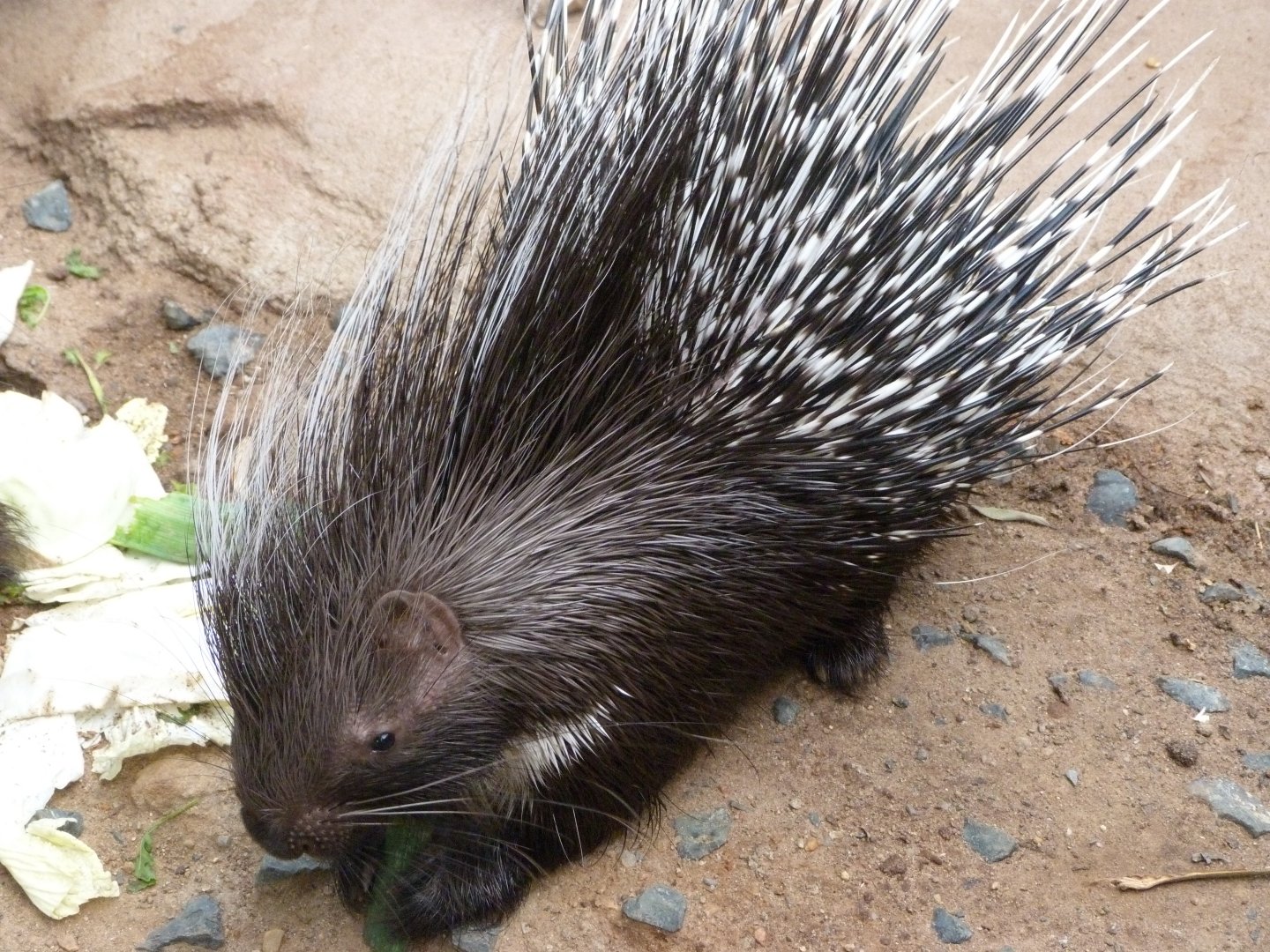 Cape porcupine -Zoo Praha (2025)